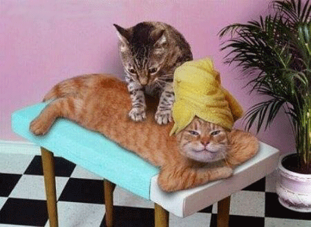 Pampurred kitty